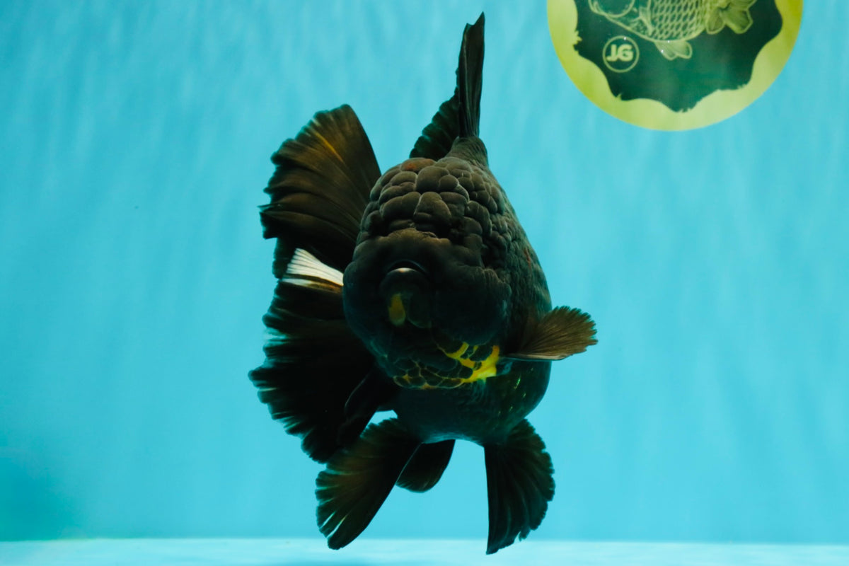 KING KONG AAA Grade Black Oranda Female 8 inches #100926OR_11