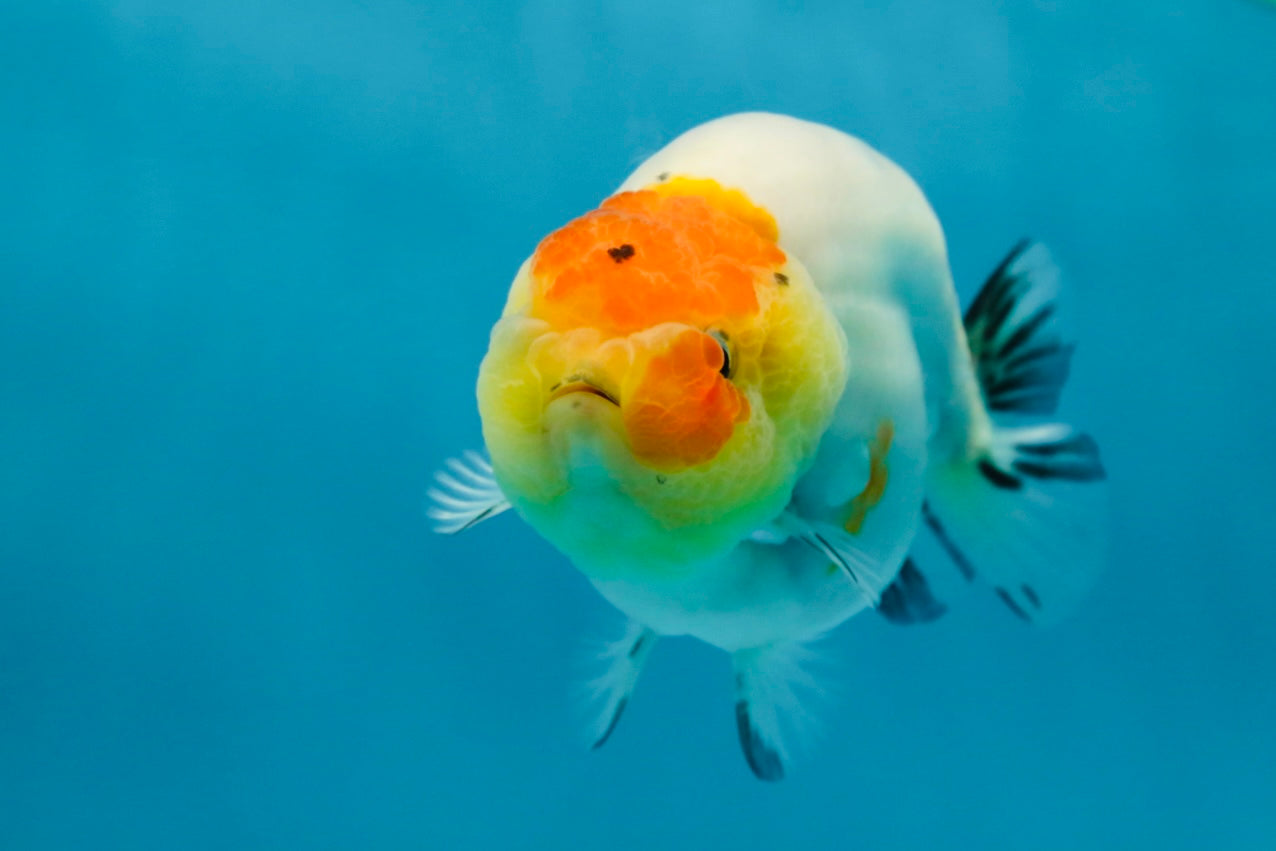 A Grade Sakura LionQueen 3.5-4 inches #051625LC_06