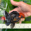 A Grade Tricolor Babydog Red Head Oranda Male 5 inches #0628OR_07