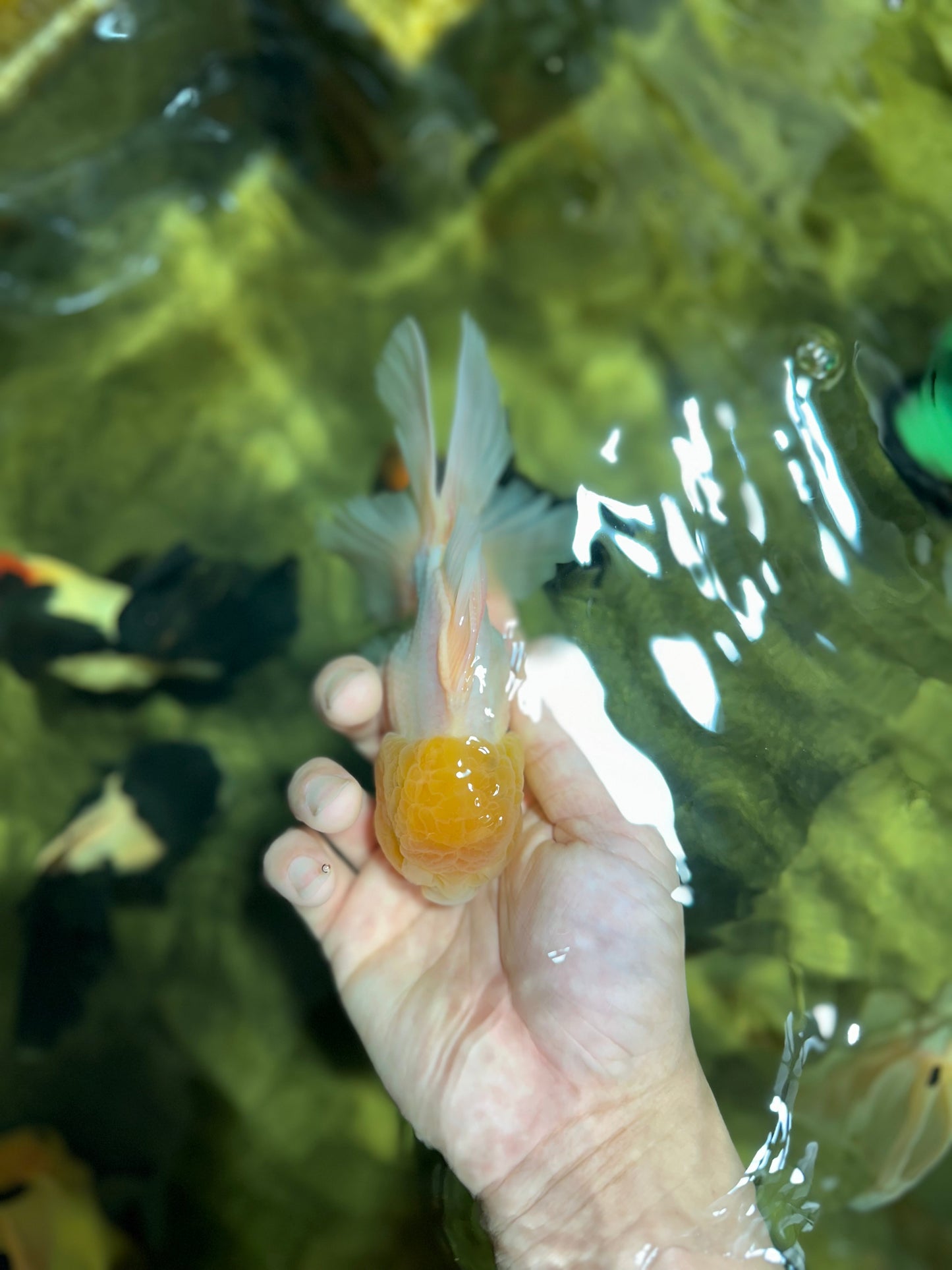 A Grade Fluffy White Oranda Male 5.5 inches #041825OR_10