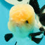 A Grade Gorgeous Lemonhead Oranda Male 5 inches #110824OR_17