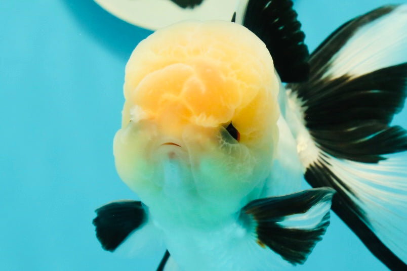 A Grade Gorgeous Lemonhead Oranda Male 5 inches #110824OR_17