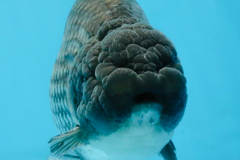 FLUFFY WEN A Grade Black Blue LionKing 5.5 inches #110725LC_16