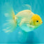 A Grade Strong Body Structure White Oranda Male 5.5-6 inches #062626OR_24