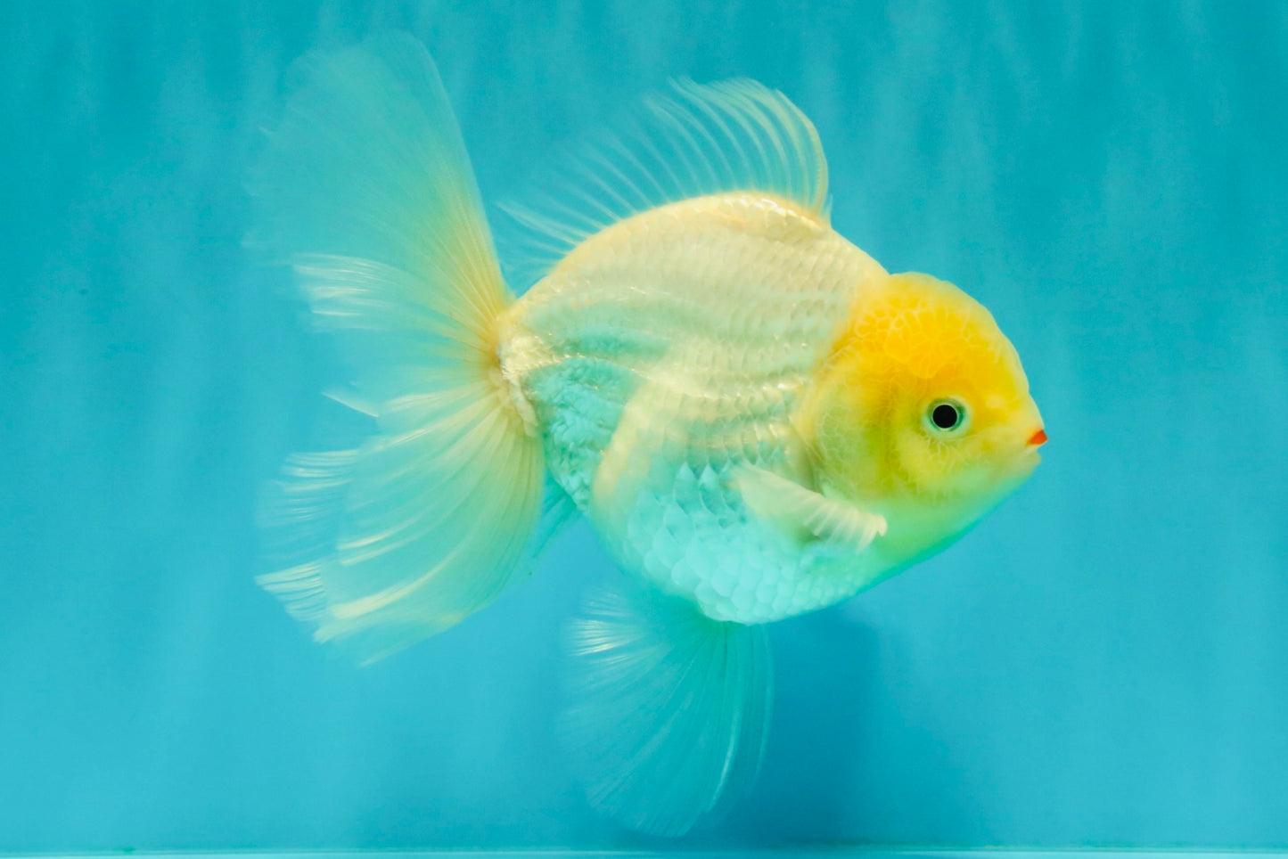 A Grade Strong Body Structure White Oranda Male 5.5-6 inches #062626OR_24