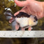 Panda Oranda Male 5-5.5 inches #112125OR_21