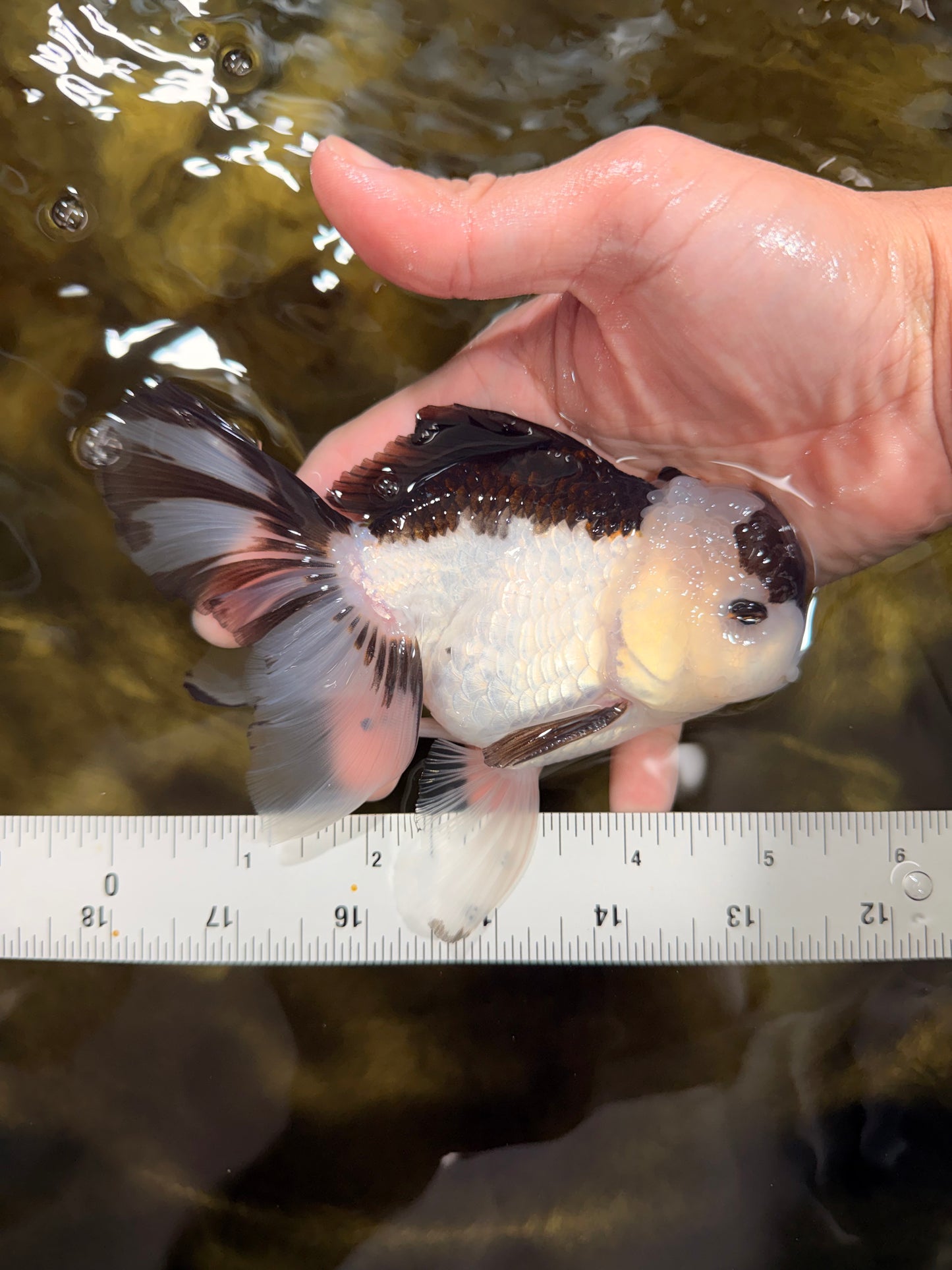 Panda Oranda Male 5-5.5 inches #112125OR_21