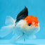 Red Head Tricolor Oranda Male 5.5 inches #0706OR_04