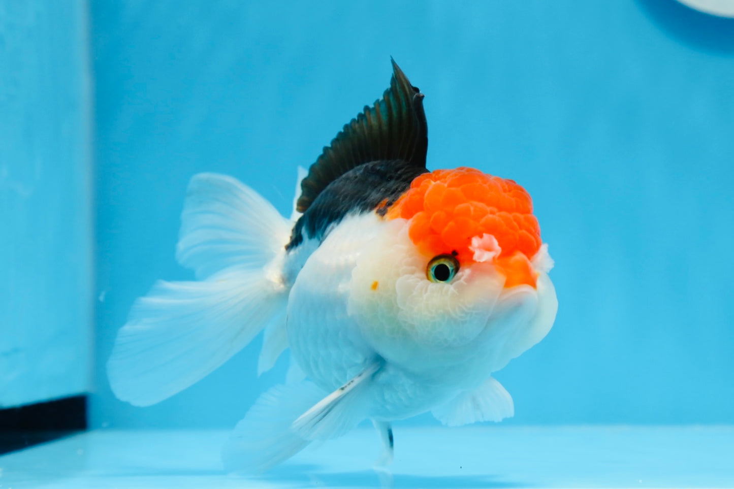 Red Head Tricolor Oranda Male 5.5 inches #0706OR_04