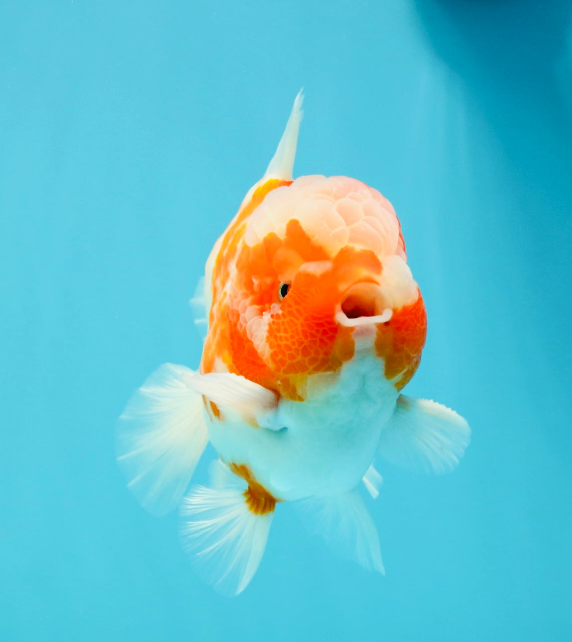 CHONKY AAA Grade Sakura Yuanbao Male 5 inches #032026YB_19