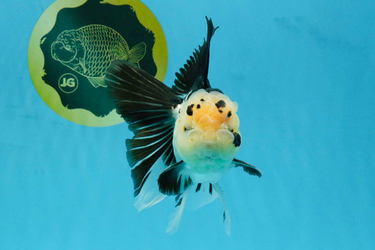 Panda Oranda Male 5.5-6 inches #032726OR_13