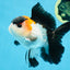 A Grade Tricolor Button Eyes Oranda Male 5 inches #080125OR_30