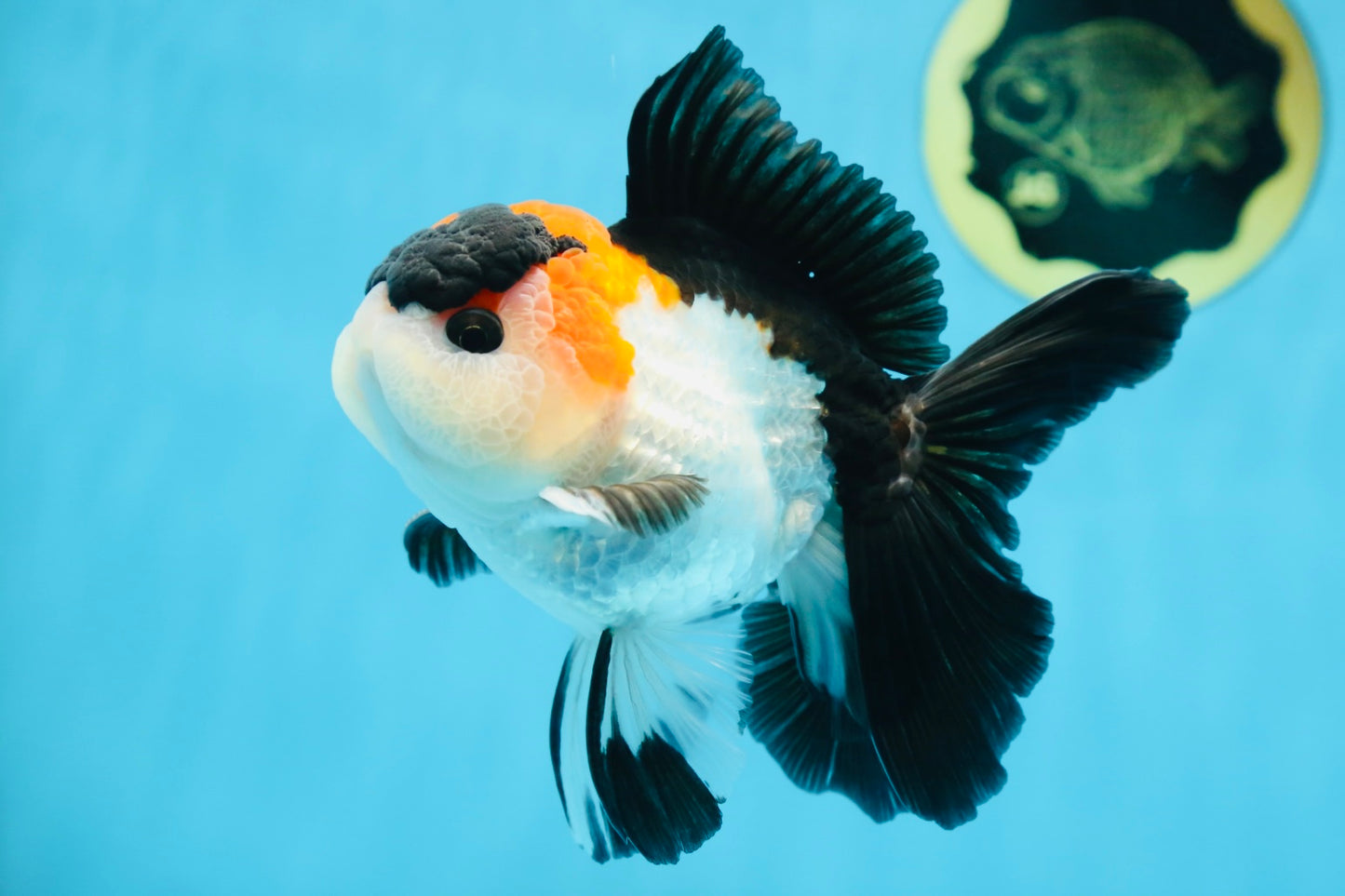 A Grade Tricolor Button Eyes Oranda Male 5 inches #080125OR_30