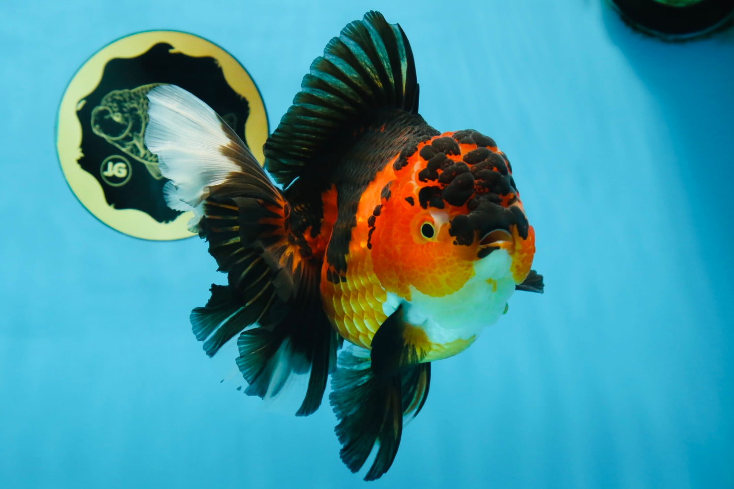 AAA Grade Godzilla Apache Oranda Female 6.5 inches #081525OR_13