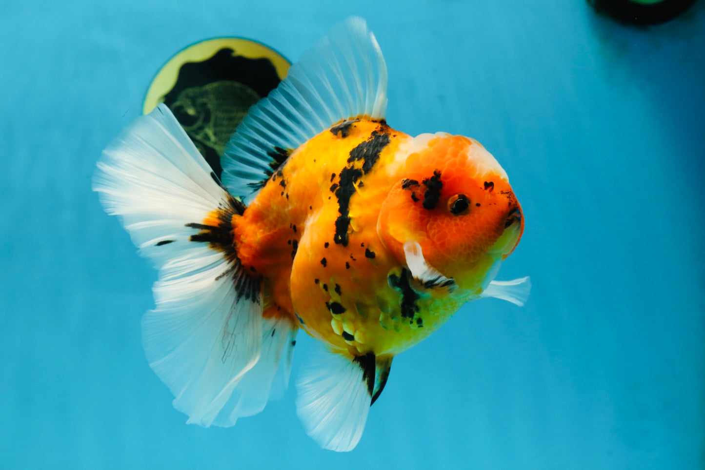 AAA Grade TOP Tiger Oranda Female 6-6.5 inches #051625OR_16