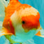 A Grade Red White Oranda Male 6.5 inches #082826OR_11