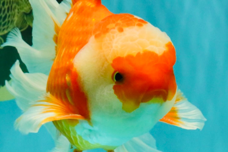 A Grade Red White Oranda Male 6.5 inches #082826OR_11