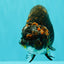 Tiger Ranchu Female 6 inches #100926RC_32