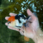 A Grade Tricolor Oranda Male 5.5 inches #050925OR_44