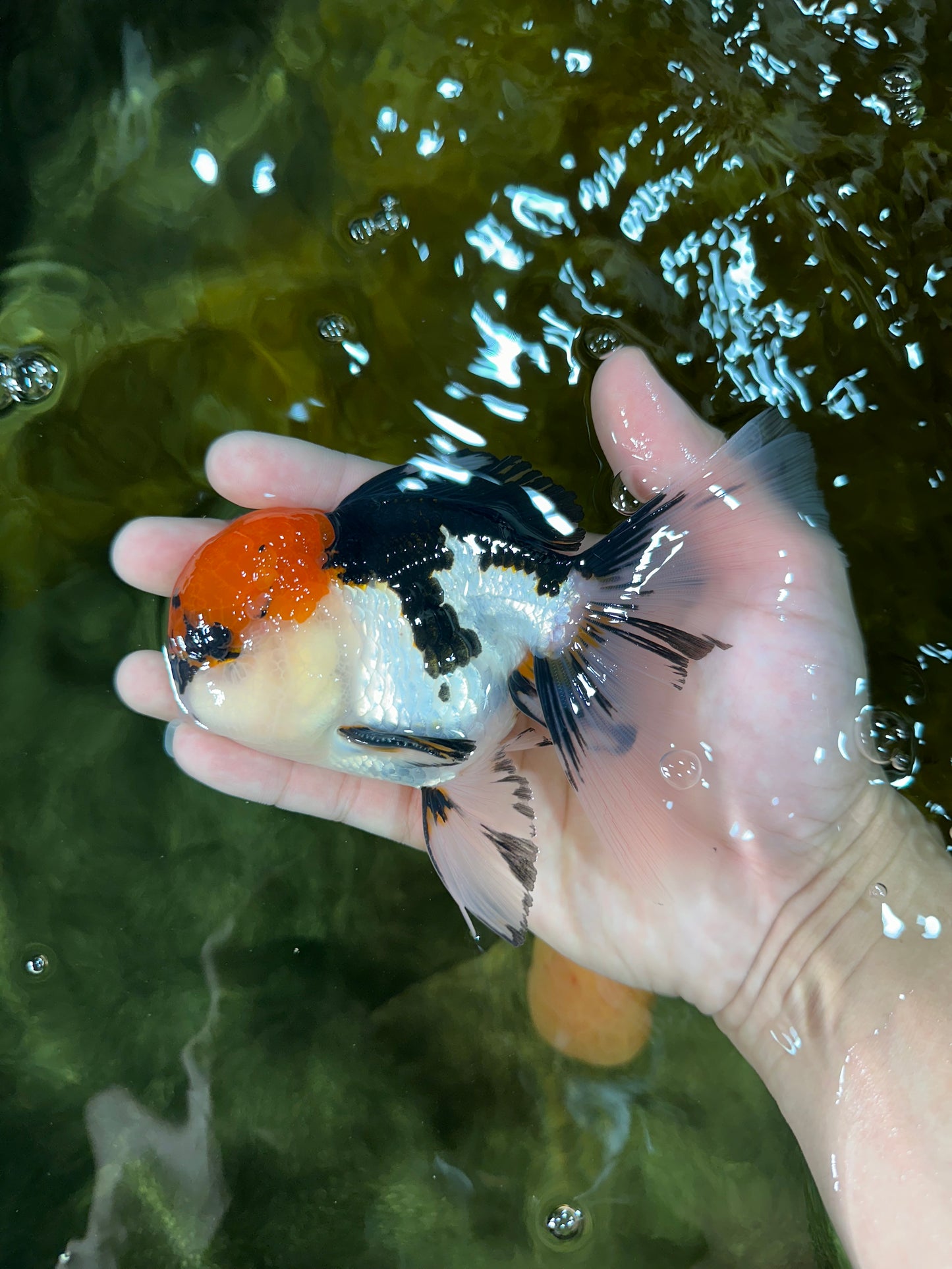 A Grade Tricolor Oranda Male 5.5 inches #050925OR_44