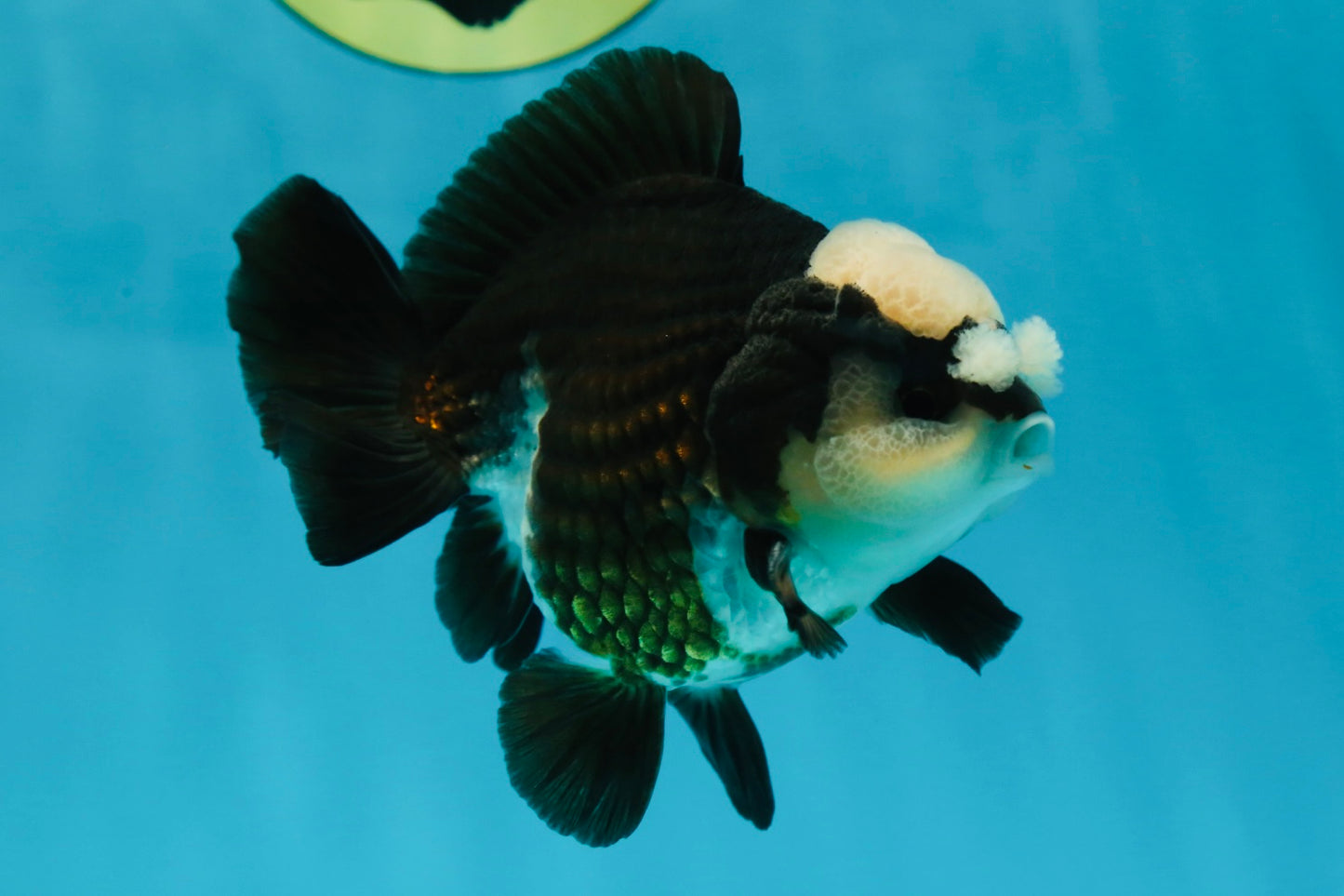 A Grade Jade Head Pompom Panda Button Eyes Yuanbao Male 4 inches #050925YB_29