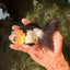 Panda Oranda Male 5.5-6 inches #032726OR_13
