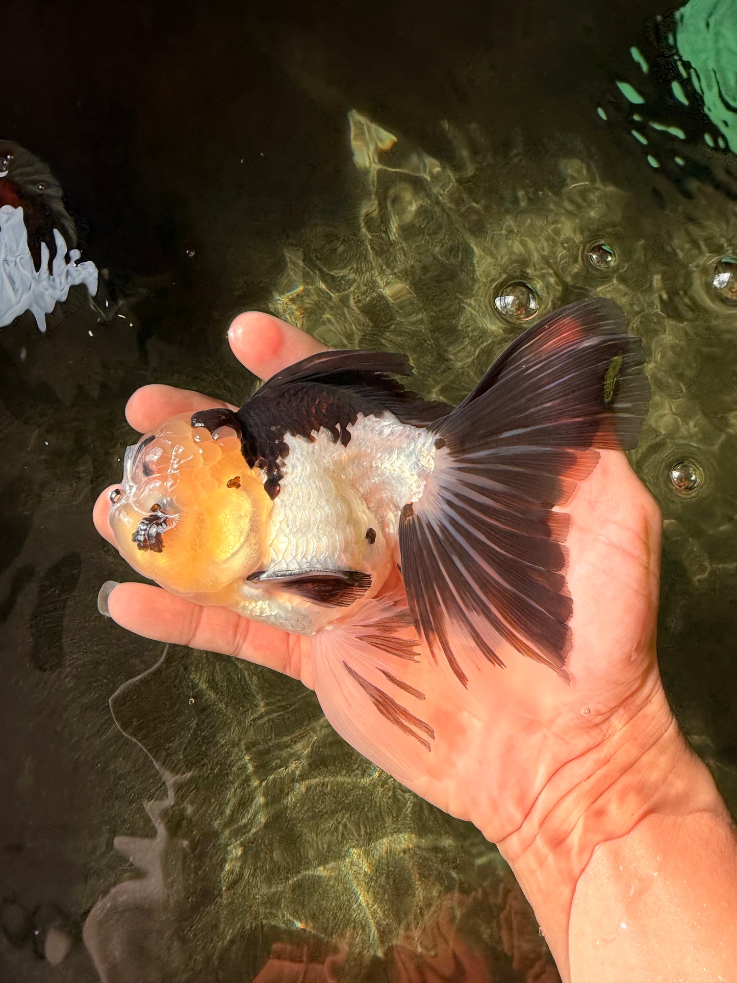 Panda Oranda Male 5.5-6 inches #032726OR_13