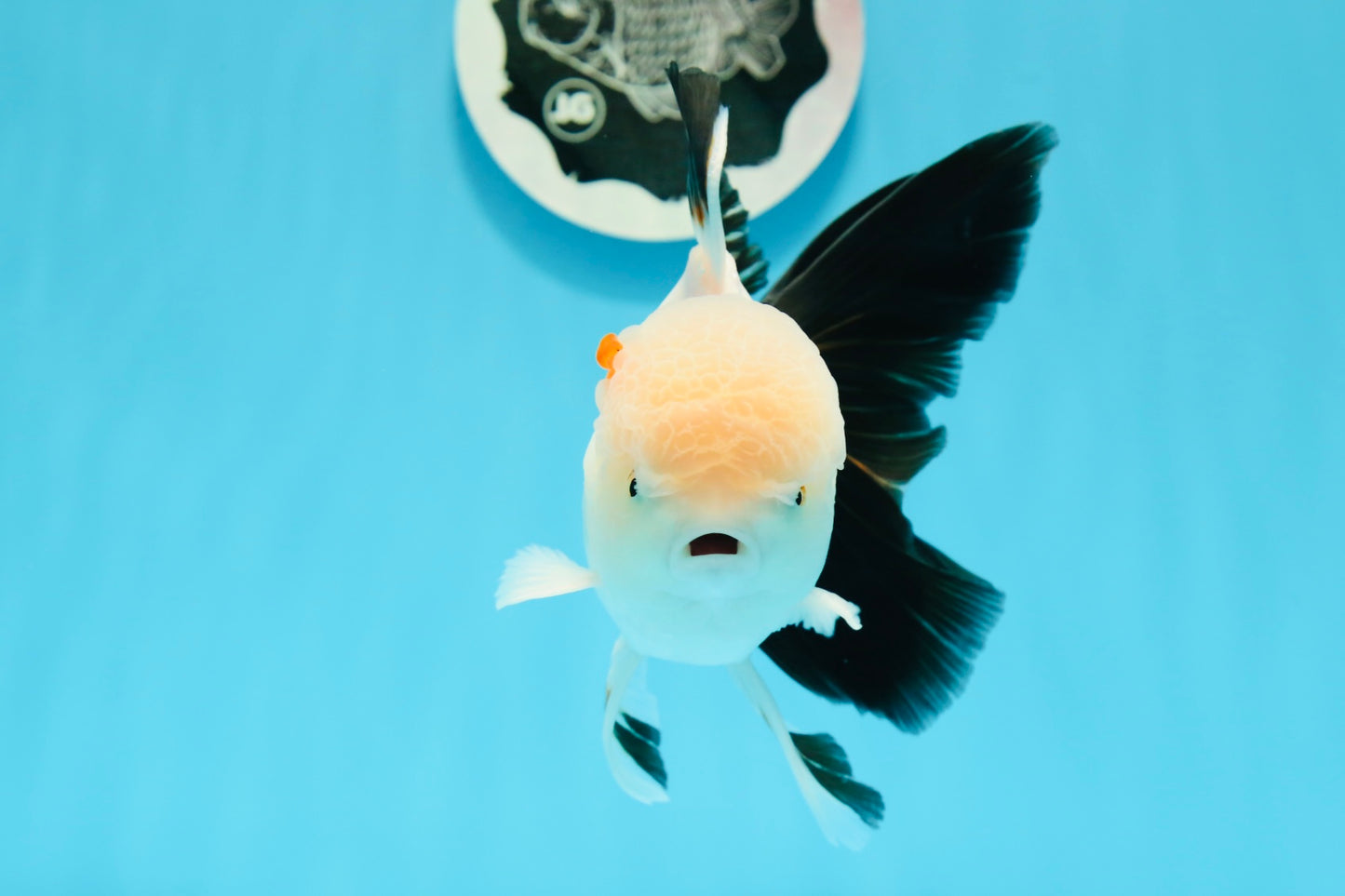 AAA Grade Black Tail Tricolor Oranda Male 5.5 inches #0503OR_06