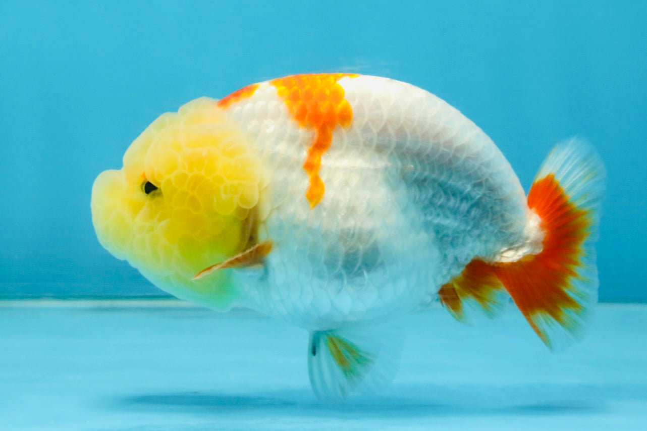 BULLDOG FACE A Grade Red White Kohaku LionQueen 4 inches #120525LC_09