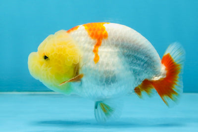 BULLDOG FACE A Grade Red White Kohaku LionQueen 4 inches #120525LC_09