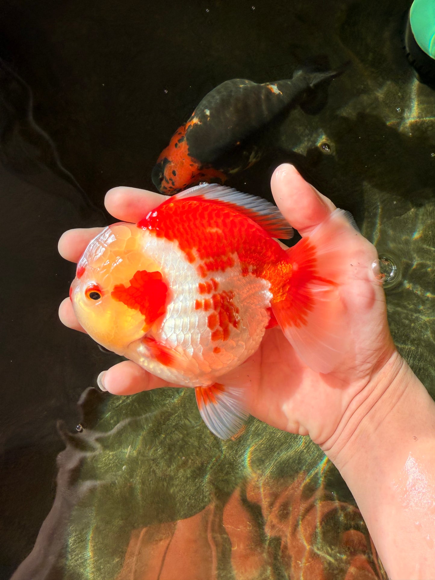 SUPER Cutie AAA Grade Red White Yuanbao Male 5 inches #032726YB_01