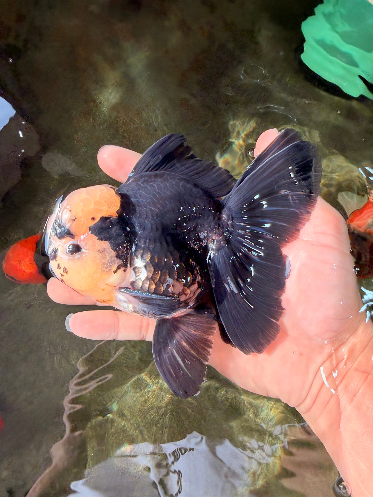 AAA Grade Panda Button Eyes Oranda Male 5.5 inches #031326OR_25