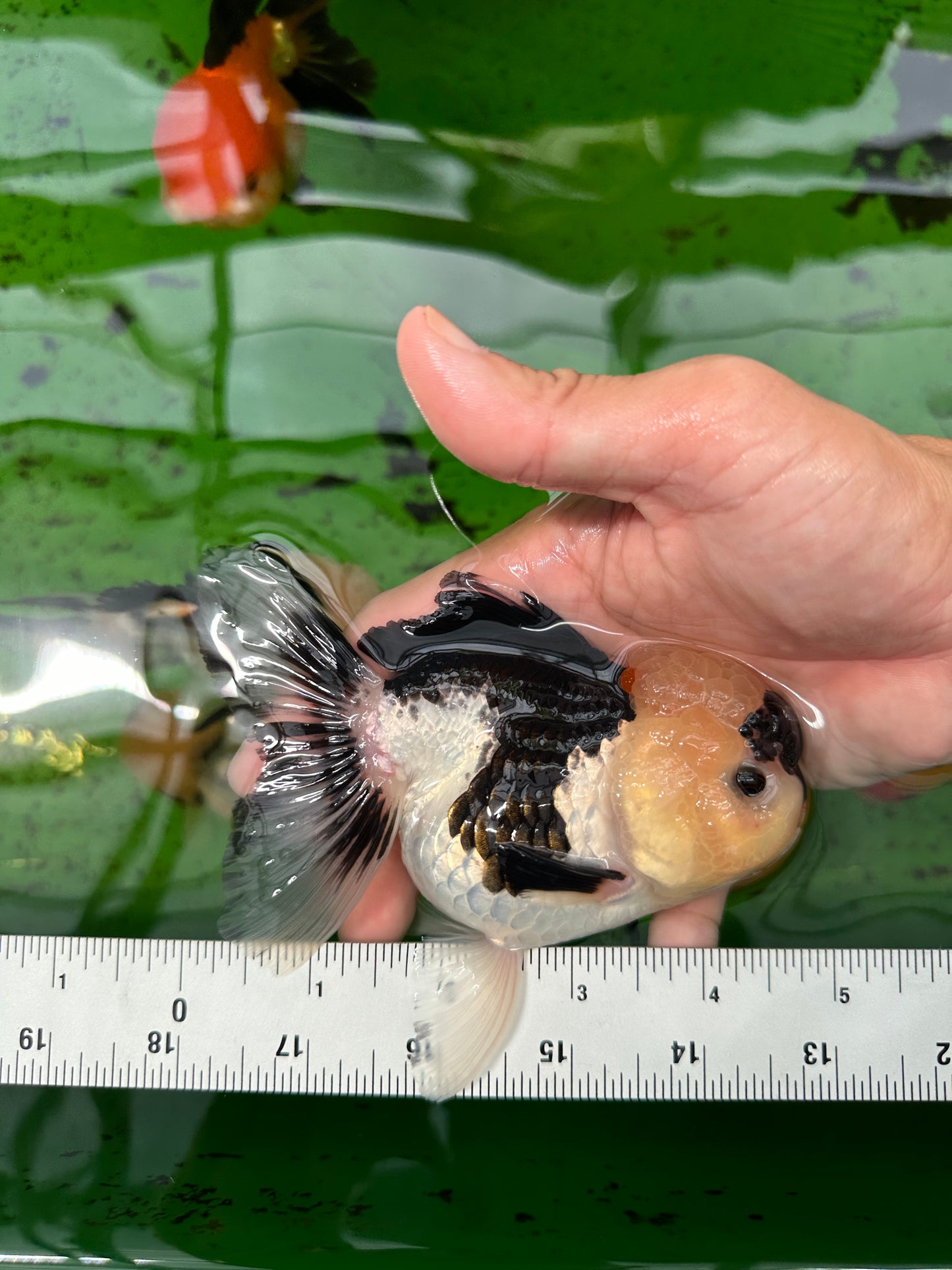 A Grade Wolverine Tricolor Oranda Female 4.5-5 inches #0830OR_03