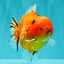 AAA Grade Tiger Yuanbao Male 5.5 inches #100926YB_03