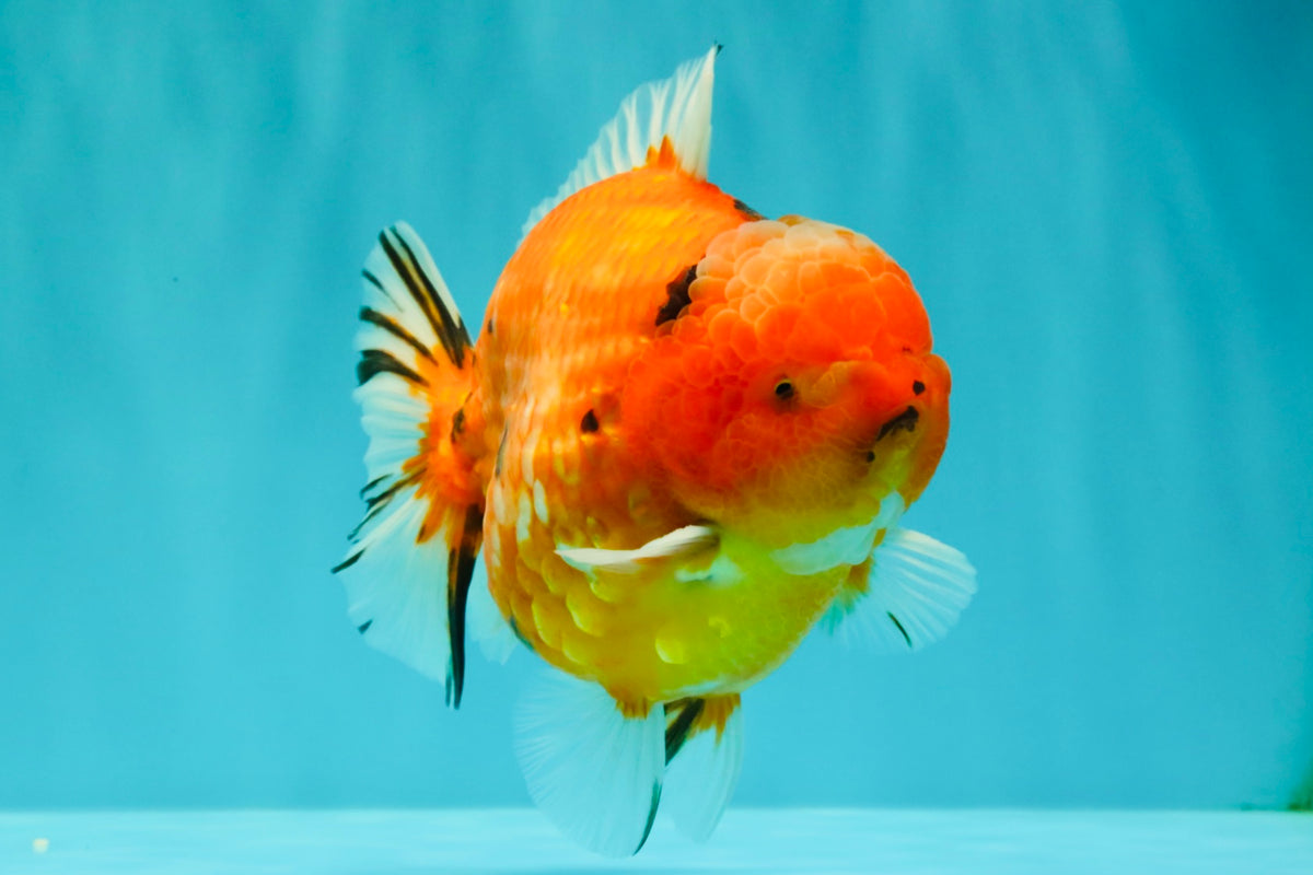 AAA Grade Tiger Yuanbao Male 5.5 inches #100926YB_03