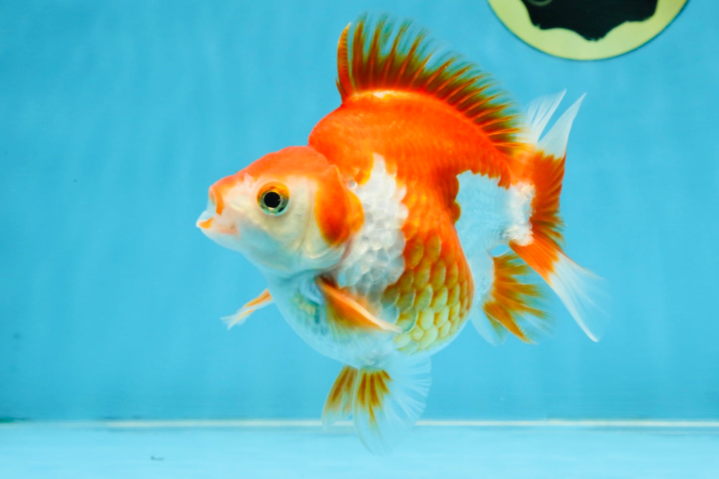 A Grade Red White Ryukin Male 4.5 inches #111425RK_11