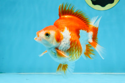 A Grade Red White Ryukin Male 4.5 inches #111425RK_11