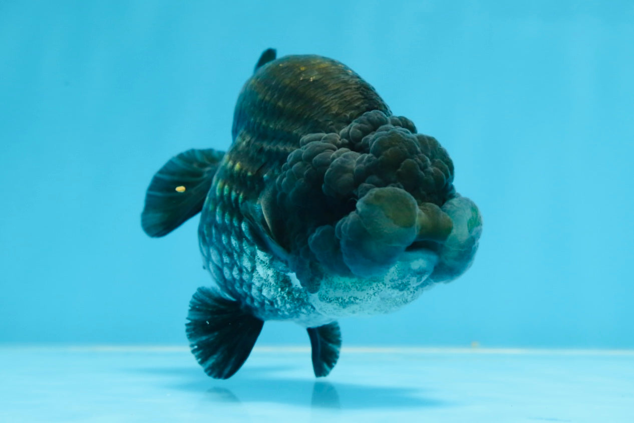 A Grade BIG WEN Black Blue LionQueen 4.5 inches #072525LC_01