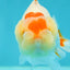 Baby Lemonhead Shark Lionchu Male 3.5-4 inches #0202LC_01