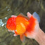 AAA Grade Red Oranda Female 6.5 inches #071026OR_24