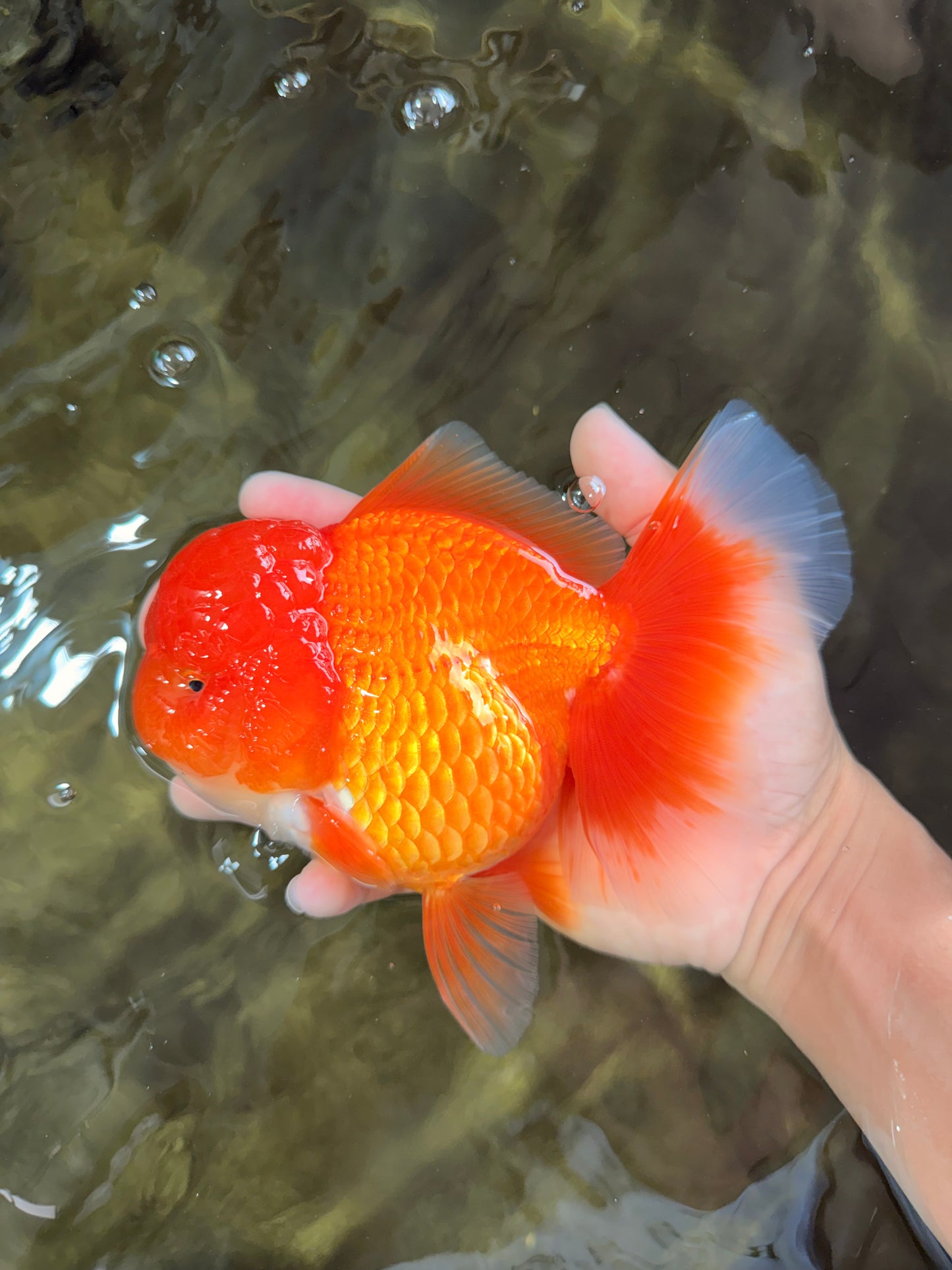 AAA Grade Red Oranda Female 6.5 inches #071026OR_24