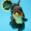 AAA Grade GIANT Godzilla Apache Oranda Male 6.5 inches #090525OR_09