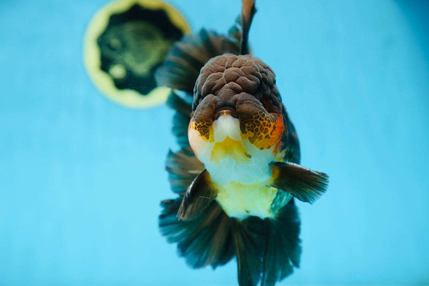 AAA Grade GIANT Godzilla Apache Oranda Male 6.5 inches #090525OR_09