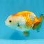 Orange White Lionchu 3.5 inches Unknown #0913LC_37