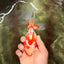 A Grade Red White Oranda Female 5.5  inches #070626OR_22