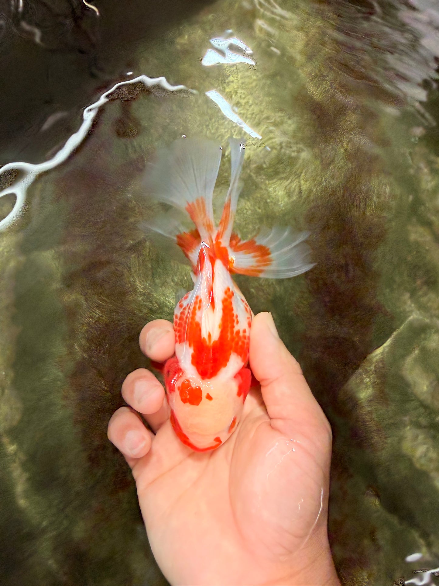 A Grade Red White Oranda Female 5.5  inches #070626OR_22