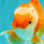 A Grade Red White Oranda Male 6.5 inches #082826OR_11