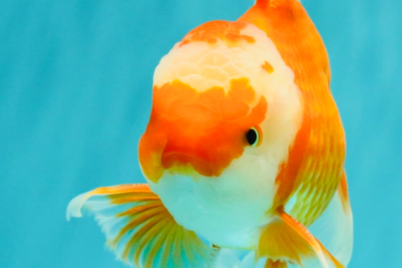 A Grade Red White Oranda Male 6.5 inches #082826OR_11