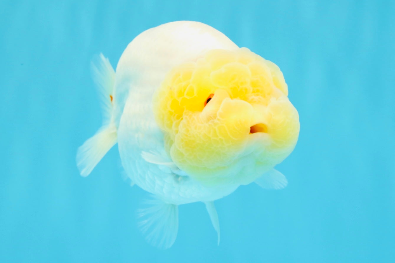 ADORABLE A Grade White LionQueen 4.5-5 inches #022026LC_13