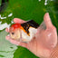 AAA Grade Tricolor Oranda Male 5 inches #0906OR_30